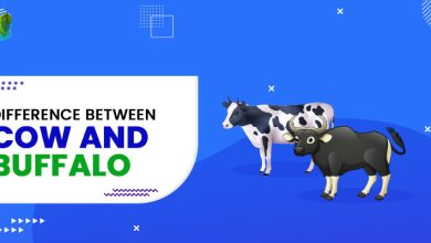 Difference between Cow and Buffalo