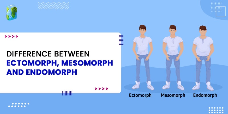 Difference between Ectomorph, Mesomorph, and Endomorph
