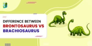 Difference between brontosaurus vs brachiosaurus