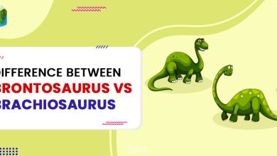 Difference between brontosaurus vs brachiosaurus