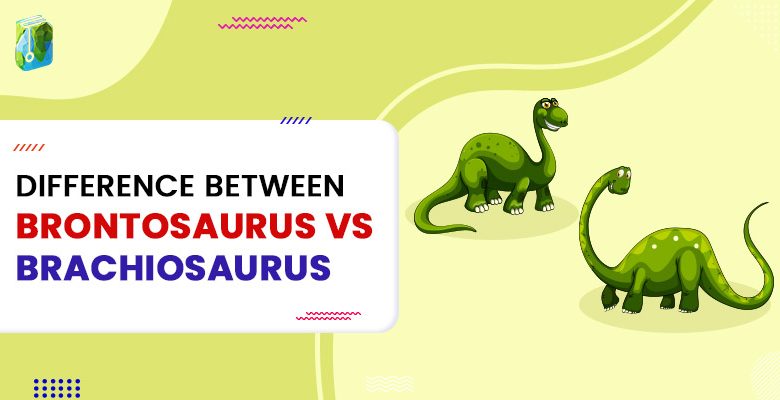 Difference between brontosaurus vs brachiosaurus