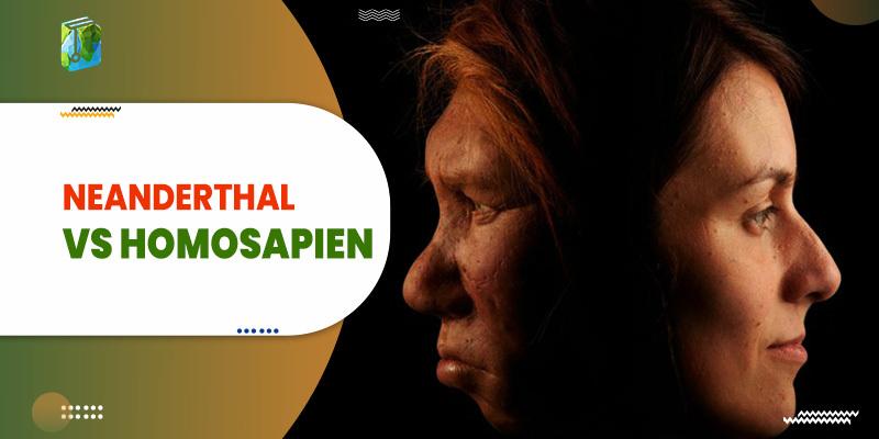 Neanderthal vs Homosapien